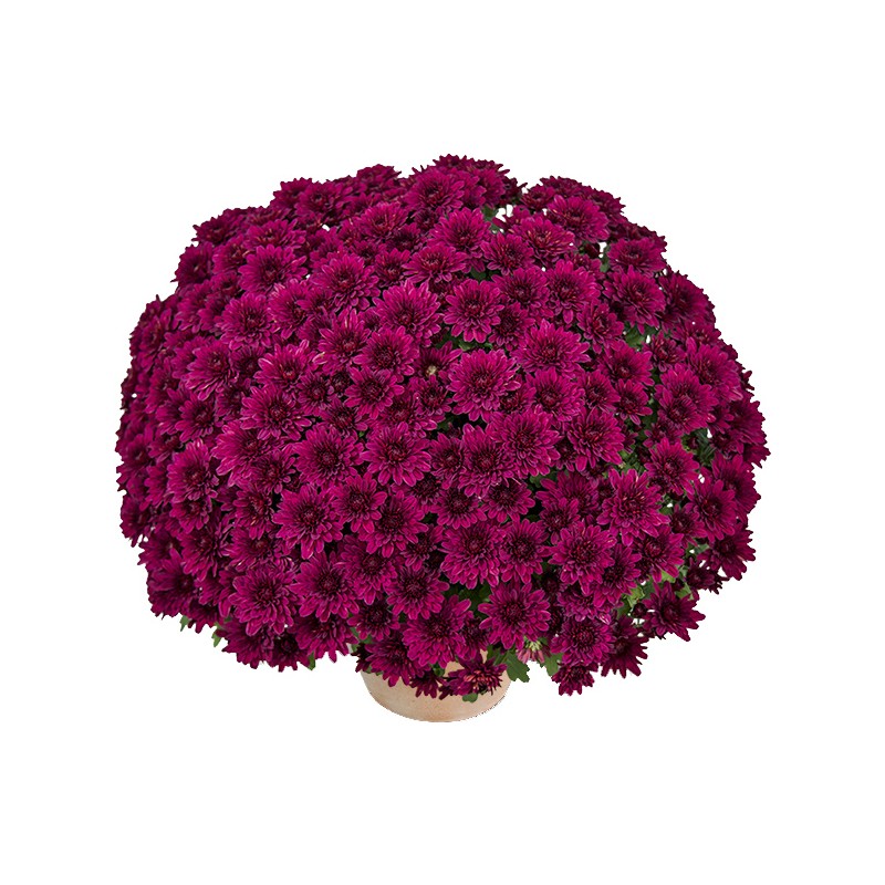 Pianta di Crisantemo 'Sultan Violet'