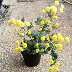 Pianta di Crisantemo 'Camomille'