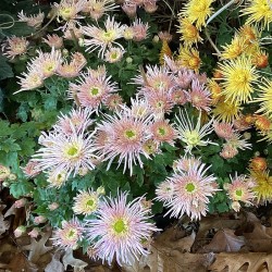 Pianta di Crisantemo 'Katybel'