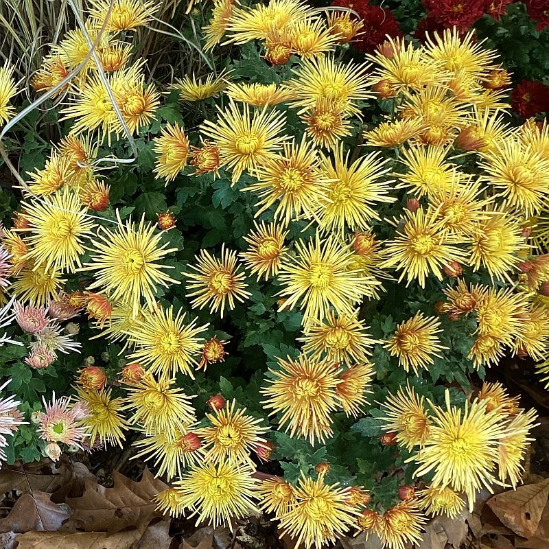 Pianta di Crisantemo 'Katybel Gold'