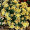 Pianta di Crisantemo 'Katybel Gold'