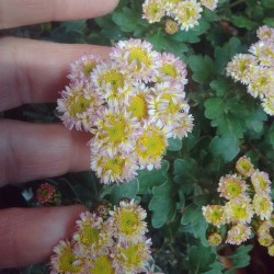 Pianta di Crisantemo 'Pink...