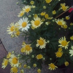 Pianta di Crisantemo...