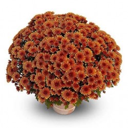 Pianta di Crisantemo...