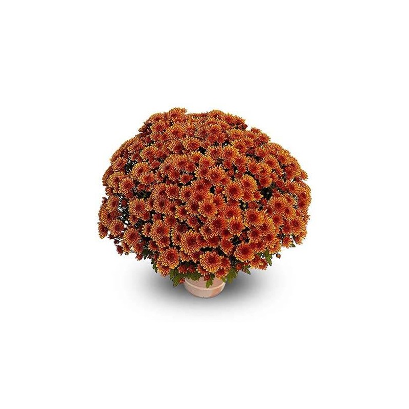 Pianta di Crisantemo 'Krousti Dorè'