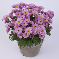 Crisantemo 'Pico Violento'