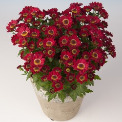 Crisantemo 'Pico Uno'