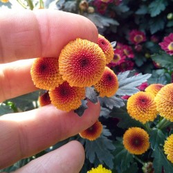 Crisantemo 'Pico Mundo'