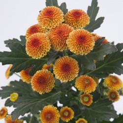 Crisantemo 'Pico Mundo'