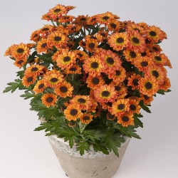 Crisantemo 'Pico Libero'