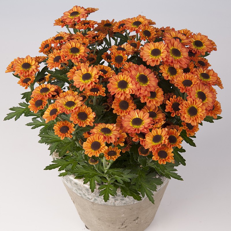 Crisantemo 'Pico Libero'