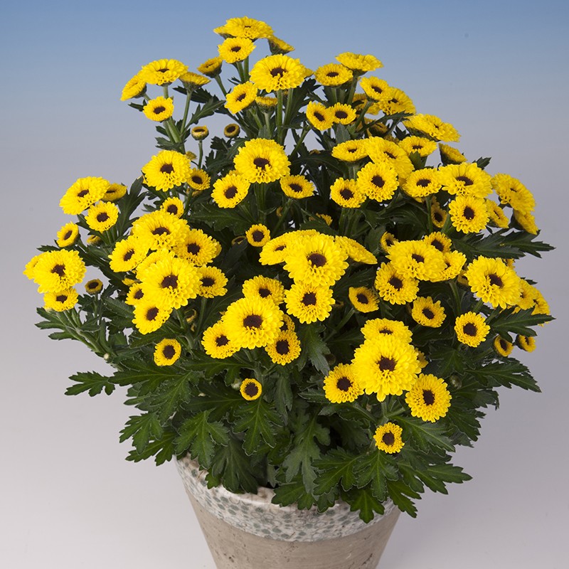 Crisantemo 'Pico Casa'