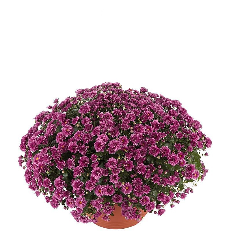 Pianta di Crisantemo 'Skyfall Purple'