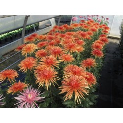 Pianta di Crisantemo 'Super Bronzo'