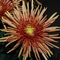 Pianta di Crisantemo 'Super...