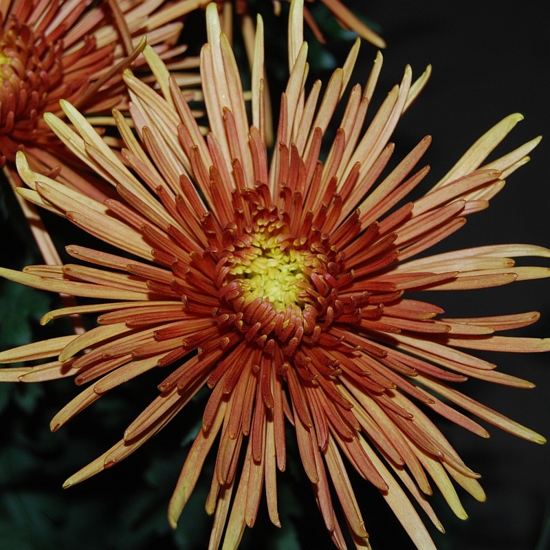 Pianta di Crisantemo 'Super Bronzo'