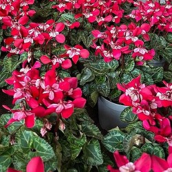 Ciclamino 'Djix Red'