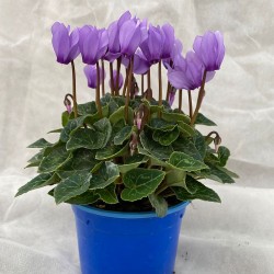 Ciclamino 'Dragon Blu'