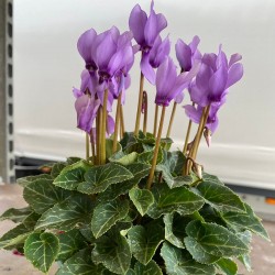 Ciclamino 'Dragon Blu'