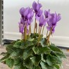 Ciclamino 'Dragon Blu'