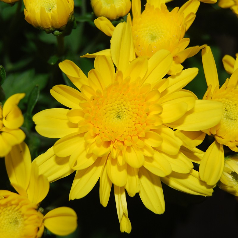 Pianta di Crisantemo 'Yahoo Golden'