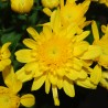 Pianta di Crisantemo 'Yahoo Golden'