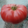 Pomodoro 'Beefsteak'