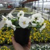 Viola Ricadente 'Cool Wave White'