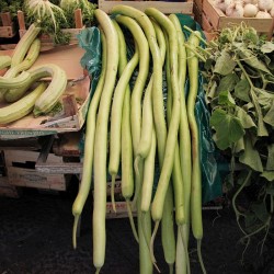 Zucchino 'Tenerume'