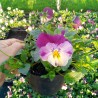 Viola Ricadente 'Cool Wave Raspberry Swirl'