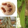 Luffa