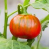 Melanzana 'Rossa di Rotonda'