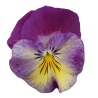 Viola Ricadente 'Cool Wave Raspberry Swirl'