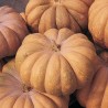 Zucca 'Musqee de Provence'