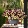 Viola Ricadente 'Cool Wave Strawberry Swirl'