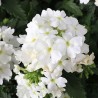 Verbena 'Lascar White'