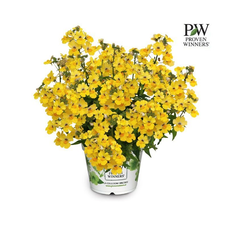 Nemesia 'Little'