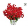 Nemesia 'Little'