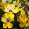Nemesia 'Little'
