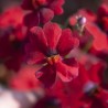 Nemesia 'Little'