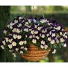 Viola Ricadente 'Cool Wave Violet Wing'