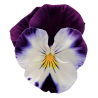 Viola Ricadente 'Cool Wave Violet Wing'