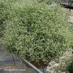 Euphorbia 'Diamond Frost'