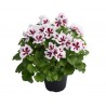 Geranio Macrantha 'Chiara'