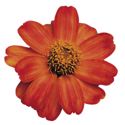 Zinnia 'Profusion Fire'