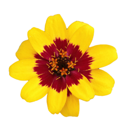 Zinnia 'Profusion Red Yellow Bicolor'