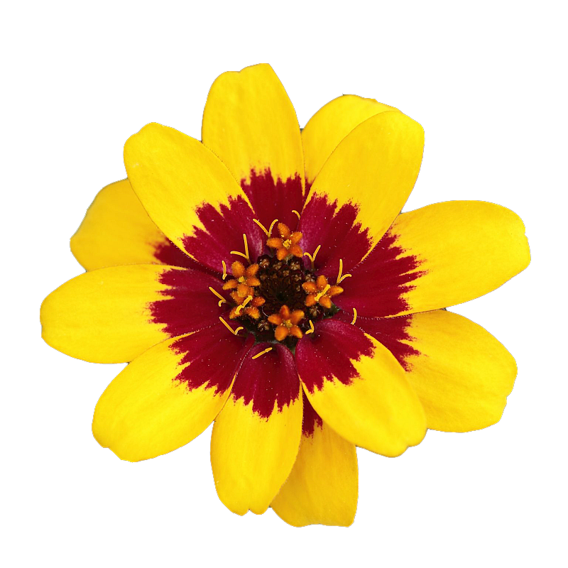 Zinnia 'Profusion Red Yellow Bicolor'
