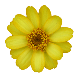 Zinnia 'Profusion Yellow'