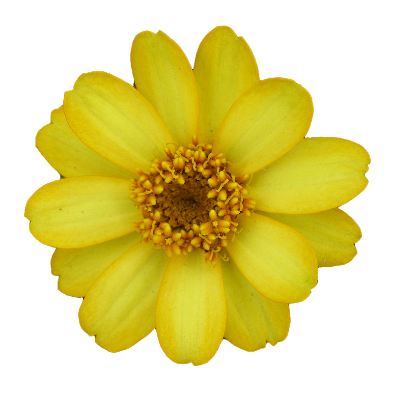 Zinnia 'Profusion Yellow'
