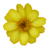 Zinnia 'Profusion Yellow'